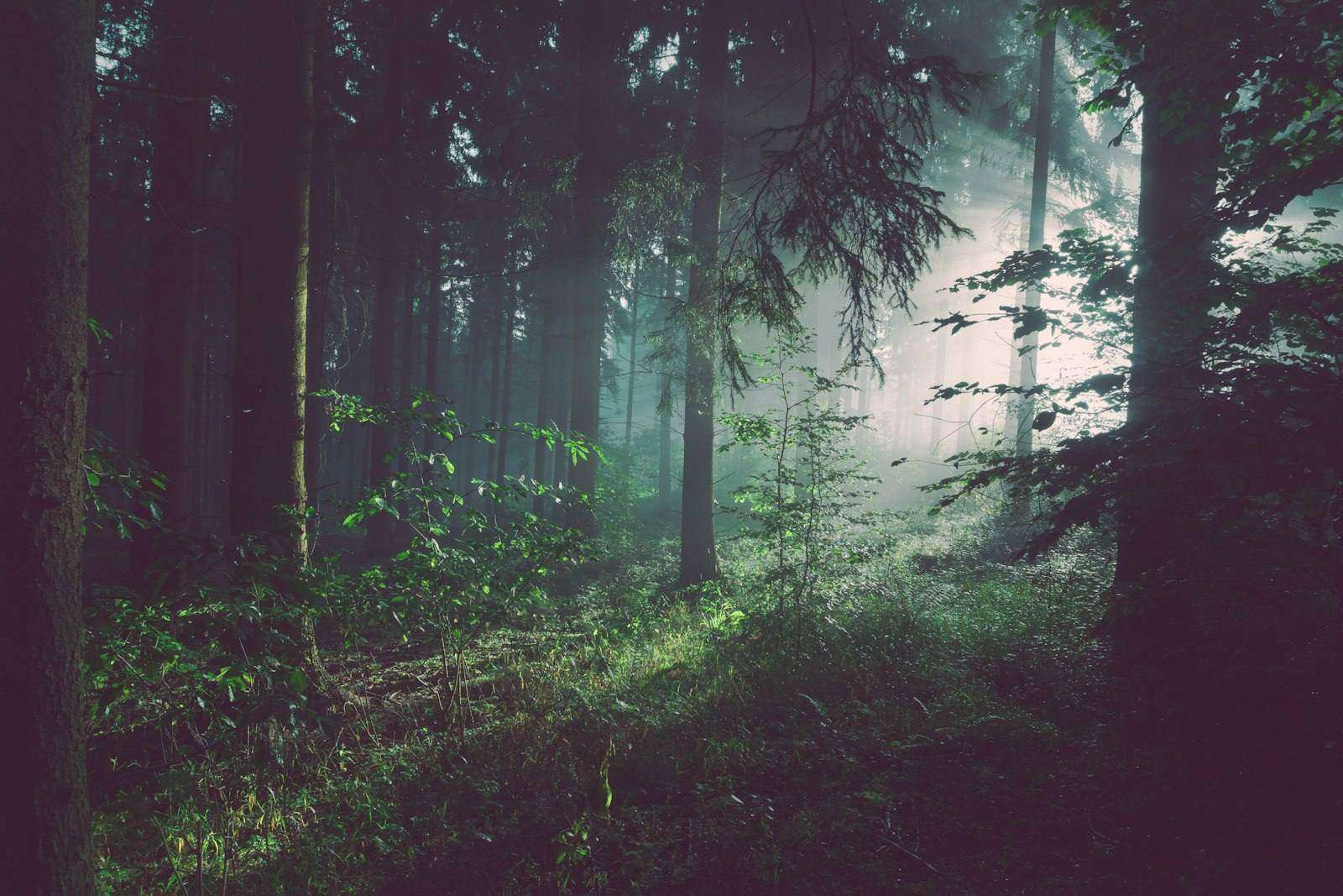 Junger Baum mit starken Wurzeln in lebendigem Boden